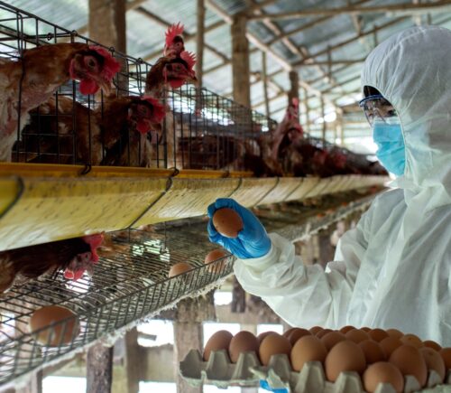 People Fail To Recognize Factory Farming's Link To Zoonotic Diseases