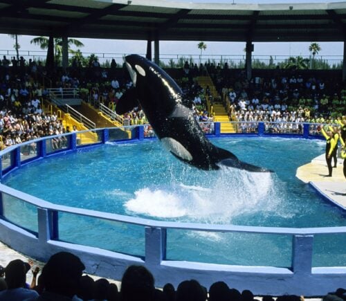 Lolita performs in a pool at Miami Seaquarium