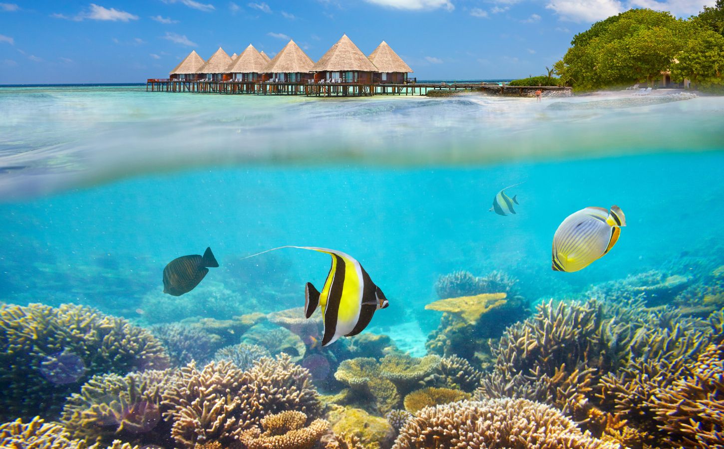 Under the sea in the Maldives with a sunny climate