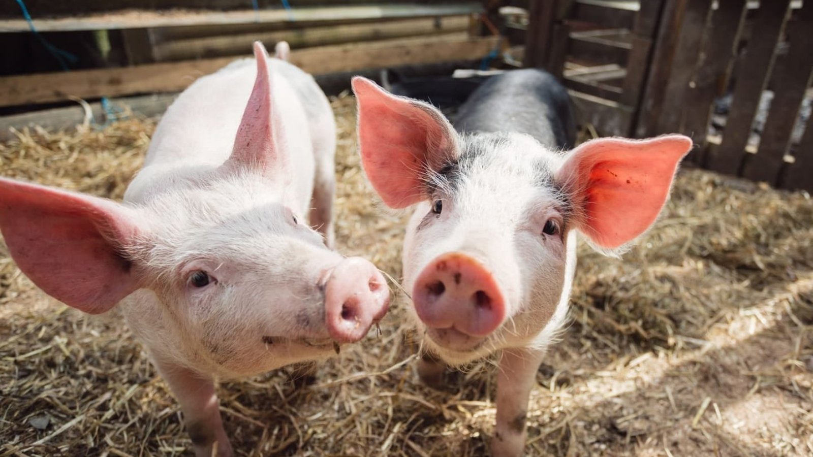 World’s First ‘Festival For Pigs’ Arrives In UK, And It’s Vegan