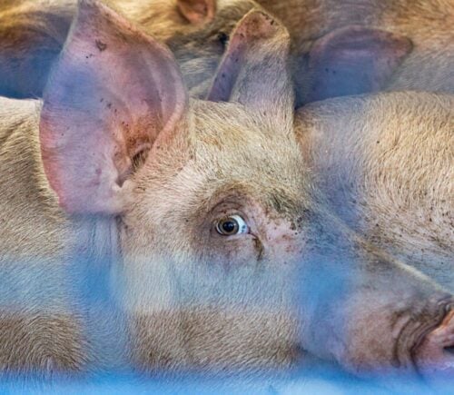 Pigs in transport captured during a Save Movement Vigil in Manchester