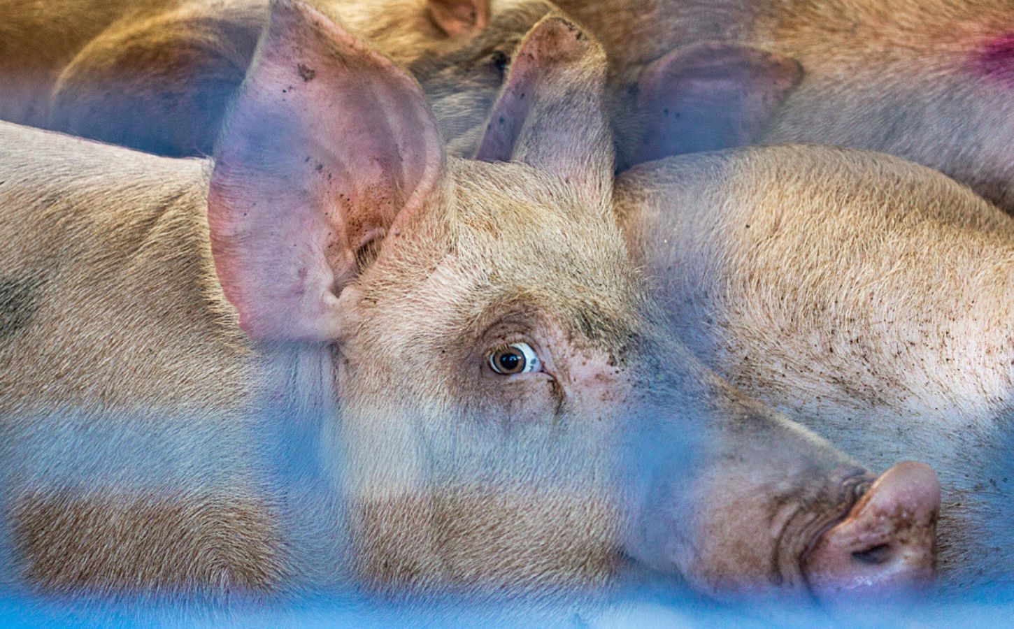 Pigs in transport captured during a Save Movement Vigil in Manchester