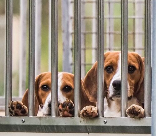 Beagles in an animal testing facility