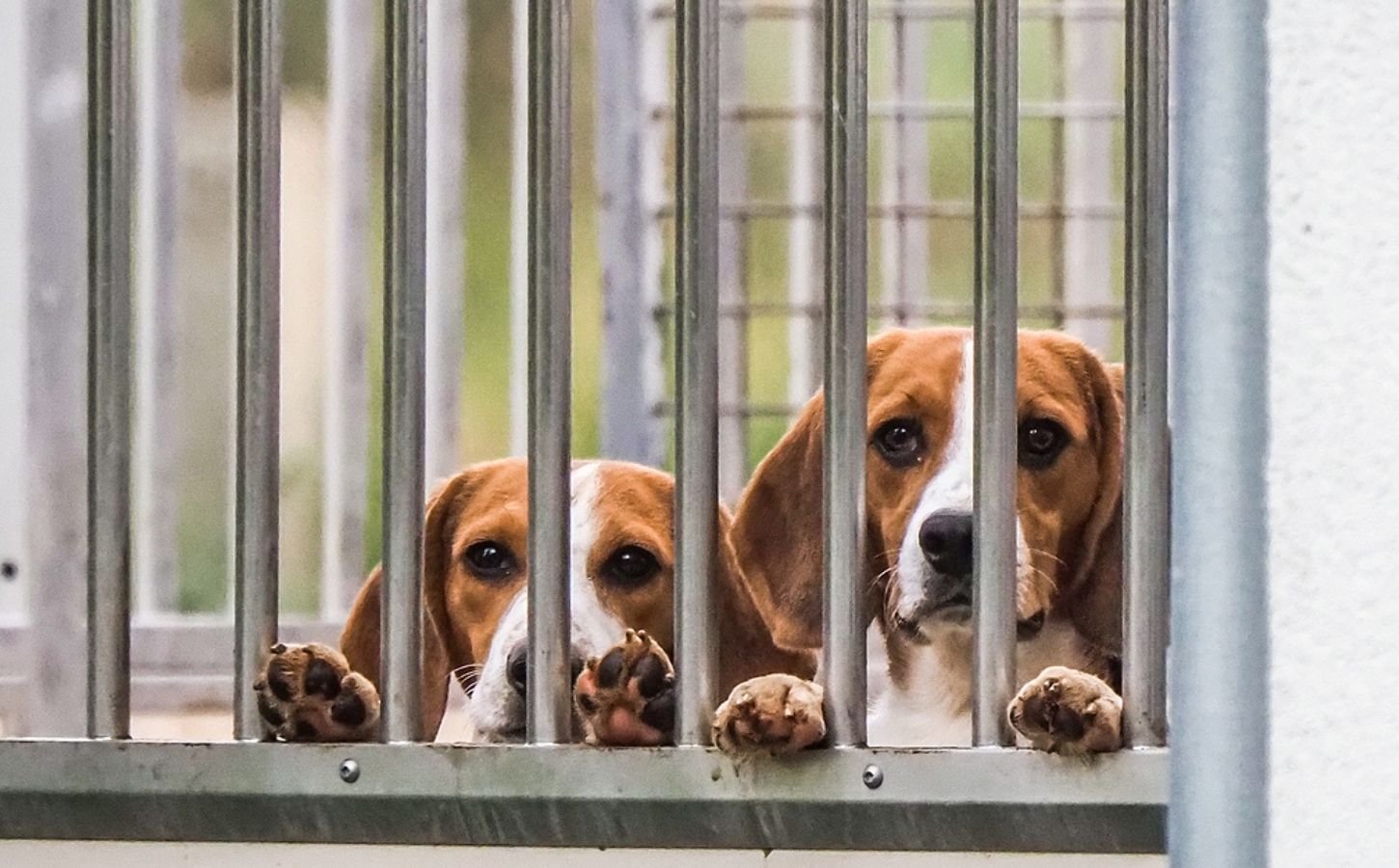 Beagles in an animal testing facility