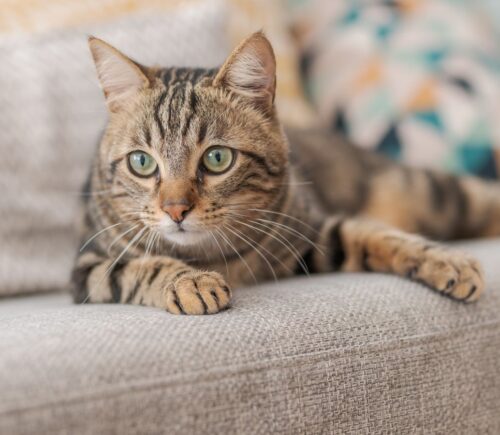 A cat sitting on a sofa