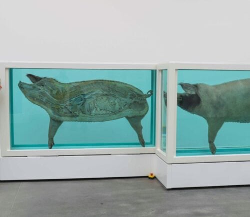 A woman looks at a Damian Hirst art installation featuring dead pigs