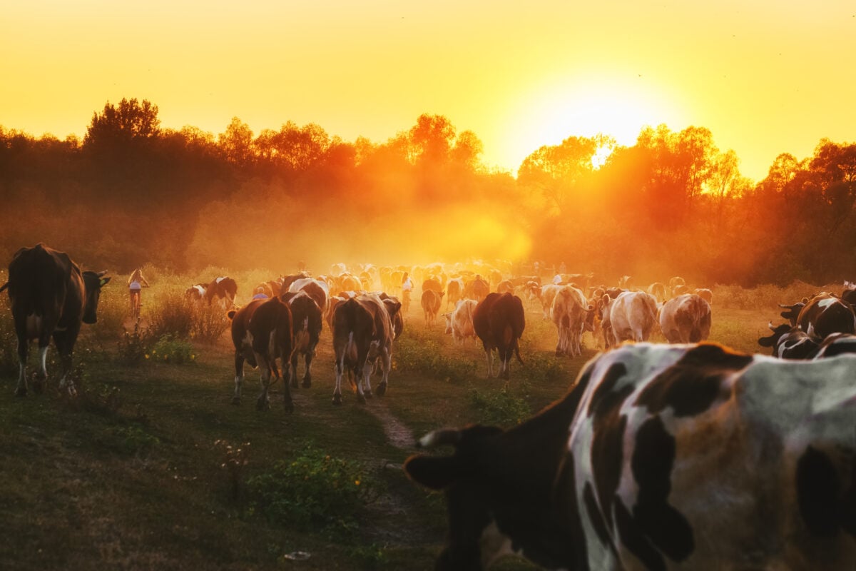 Cows in a field