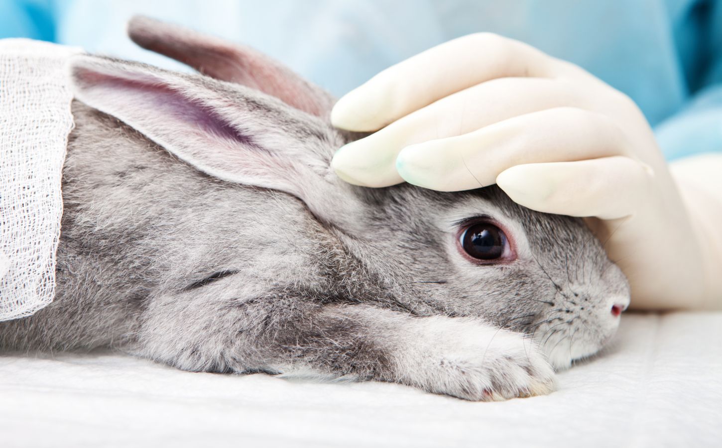 a rabbit being used in animal tests in a lab