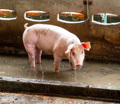 A pig standing in water in a factory farm, which have been linked to increased antibiotic resistance and superbugs