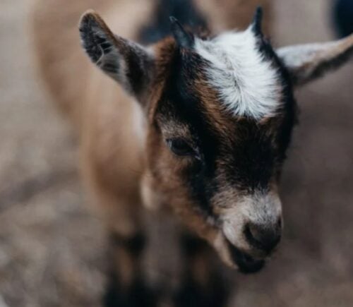 baby goat