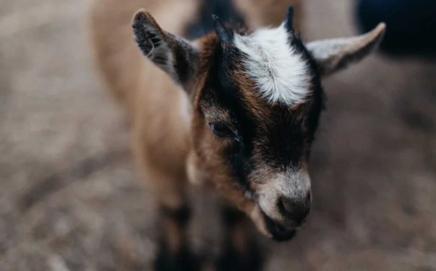 baby goat