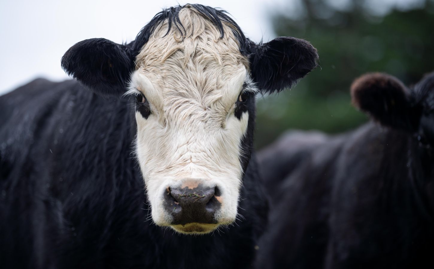 A black and white cow staring directly into the camera