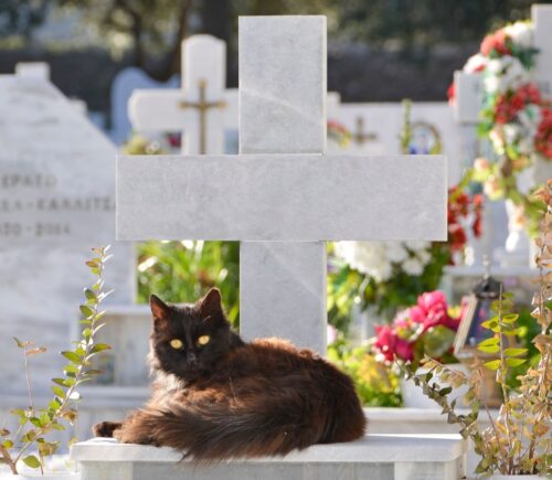 A black cat sits in top of a grave in a pet cemetery, a concept that is coming to Barcelona, Spain