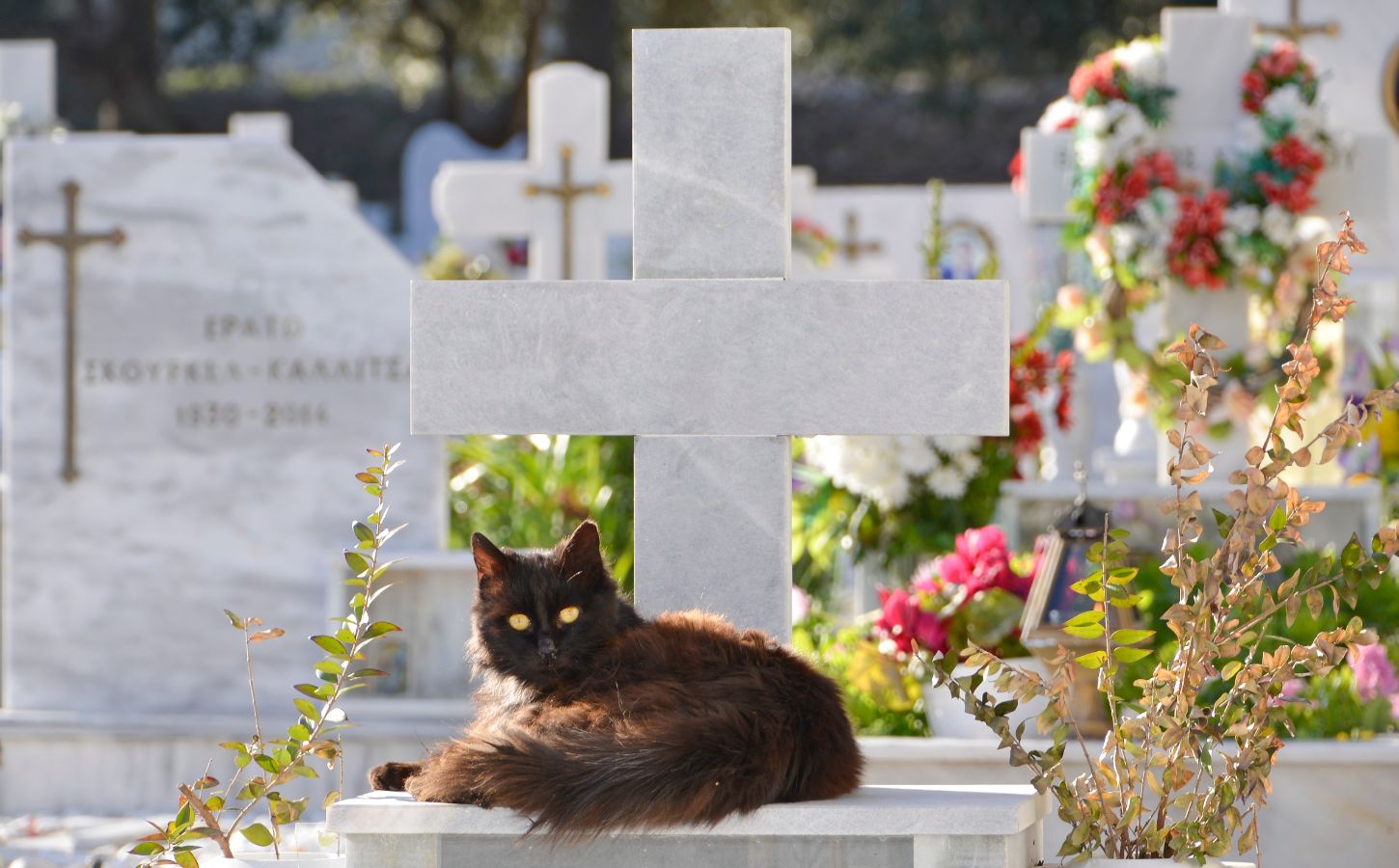 A black cat sits in top of a grave in a pet cemetery, a concept that is coming to Barcelona, Spain