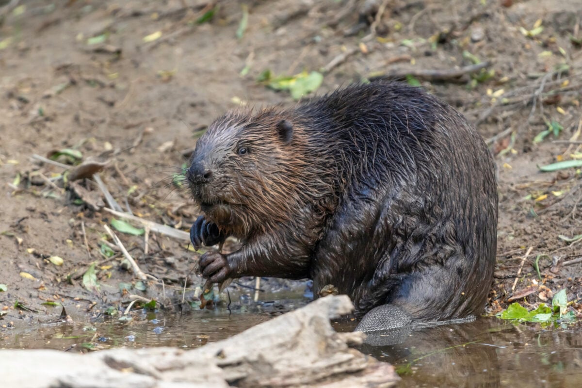 A beaver on the bank of the River Tay in Scotland