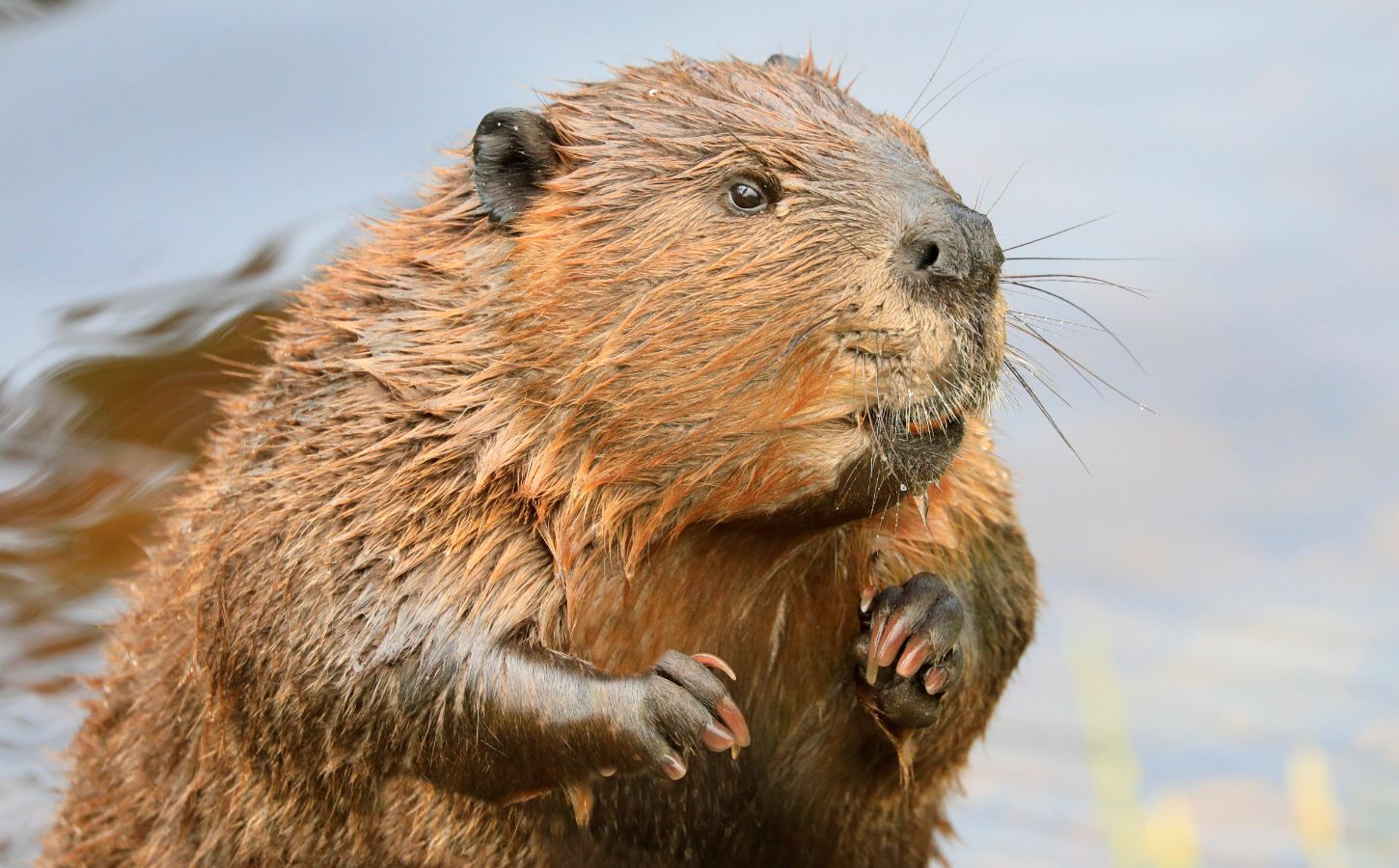 An adult beaver in the water