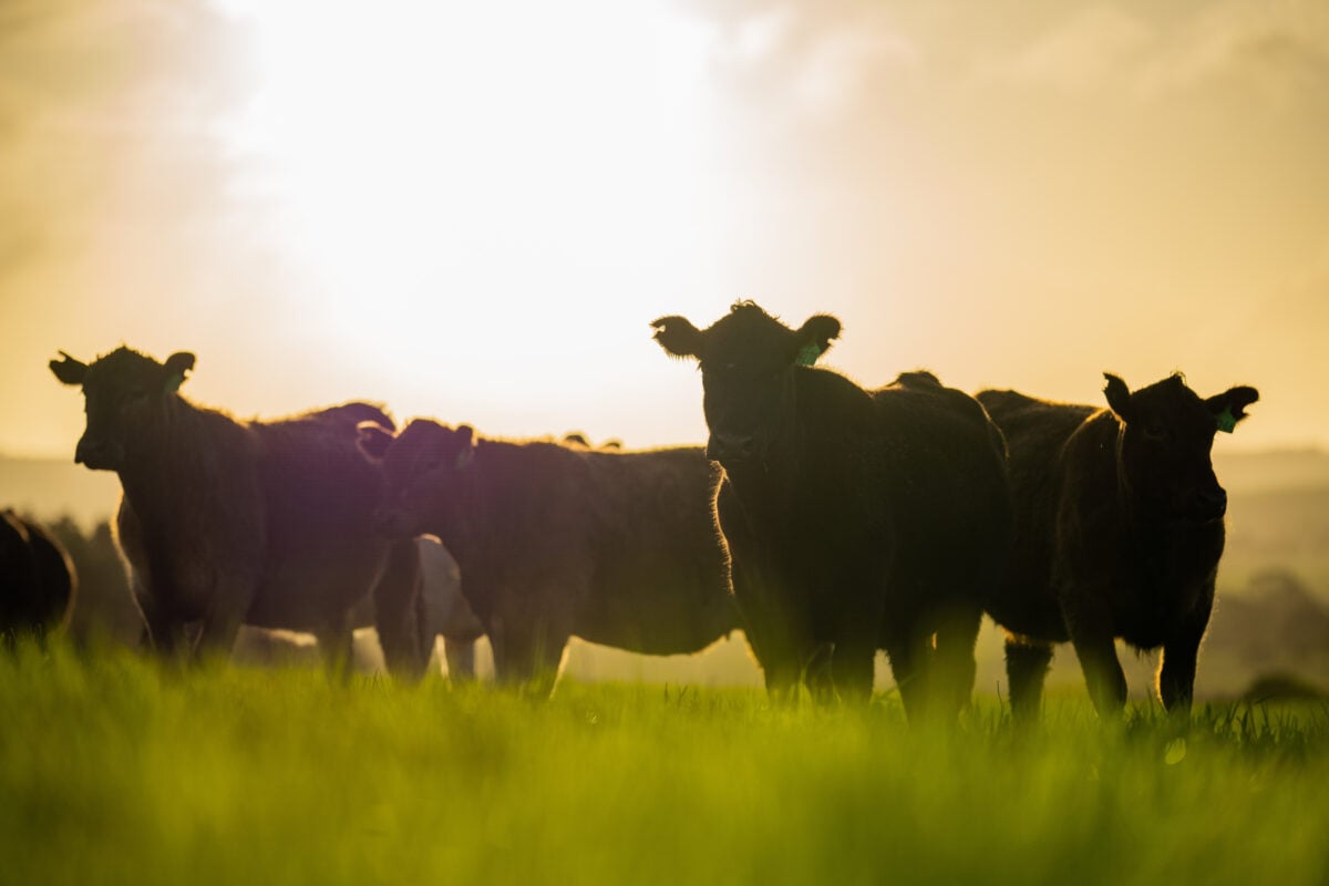 A beef herd, which Mark Zuckerberg has announced he is raising on his ranch