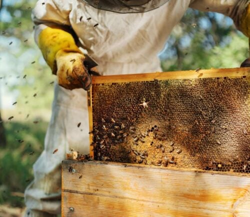 A beekeeper lifts a beehive out of a wooden box, as bees fly around the honeycomb and honey