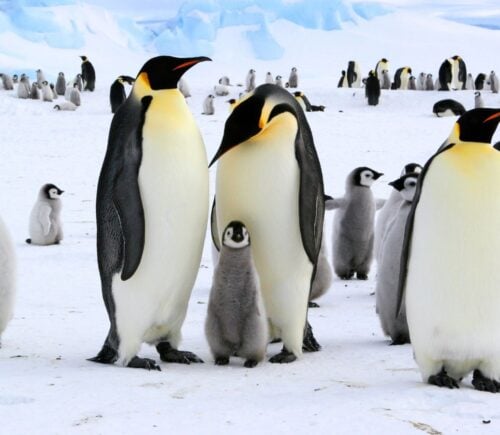 A family of penguins in Antarctica