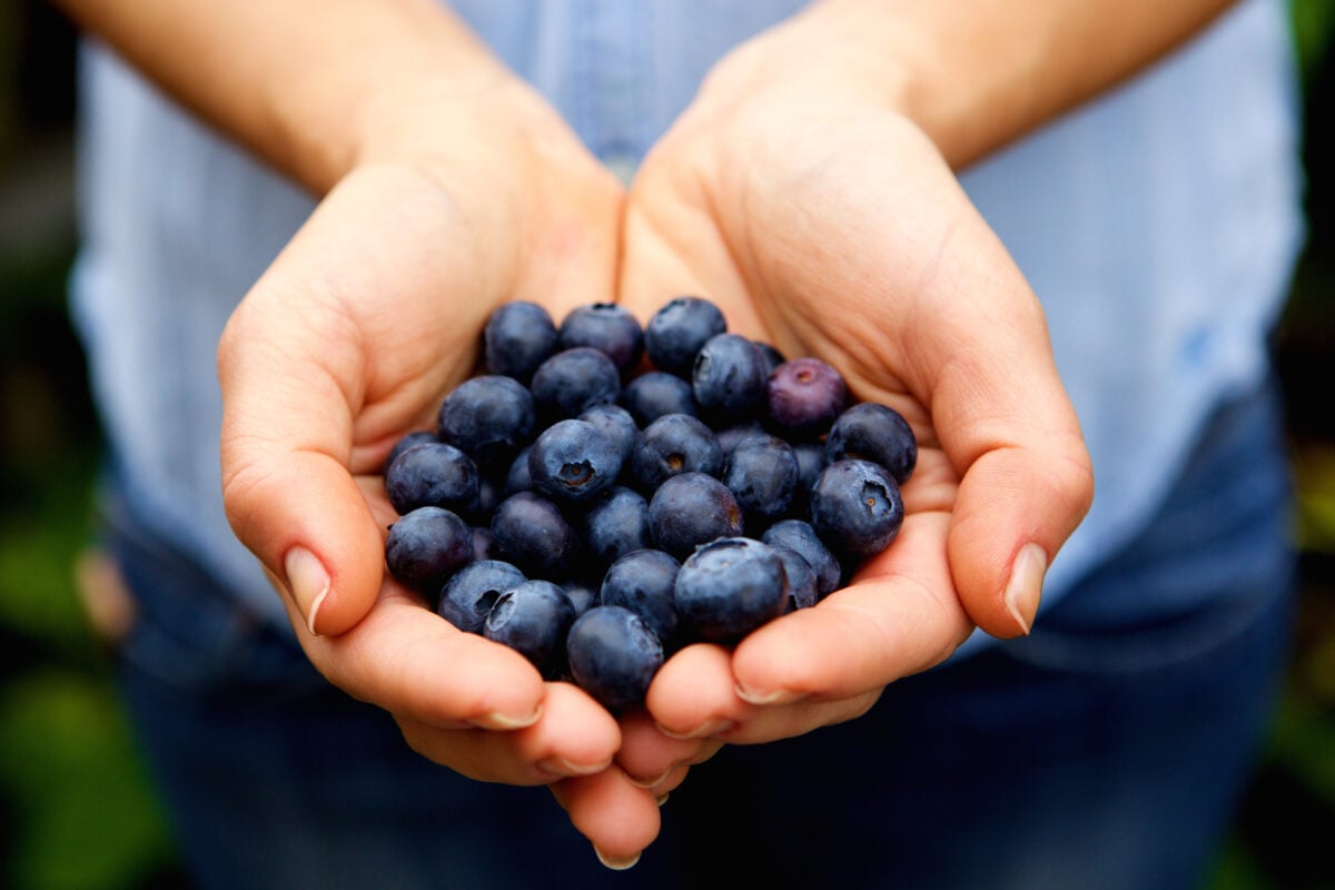 hands holding blueberries