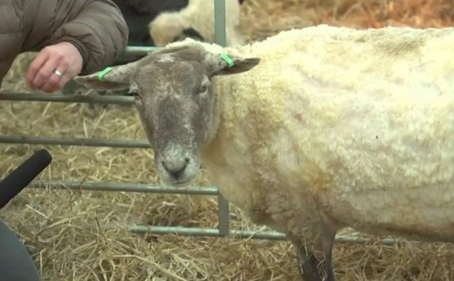 Britain's loneliest sheep, Fiona, at a petting zoo