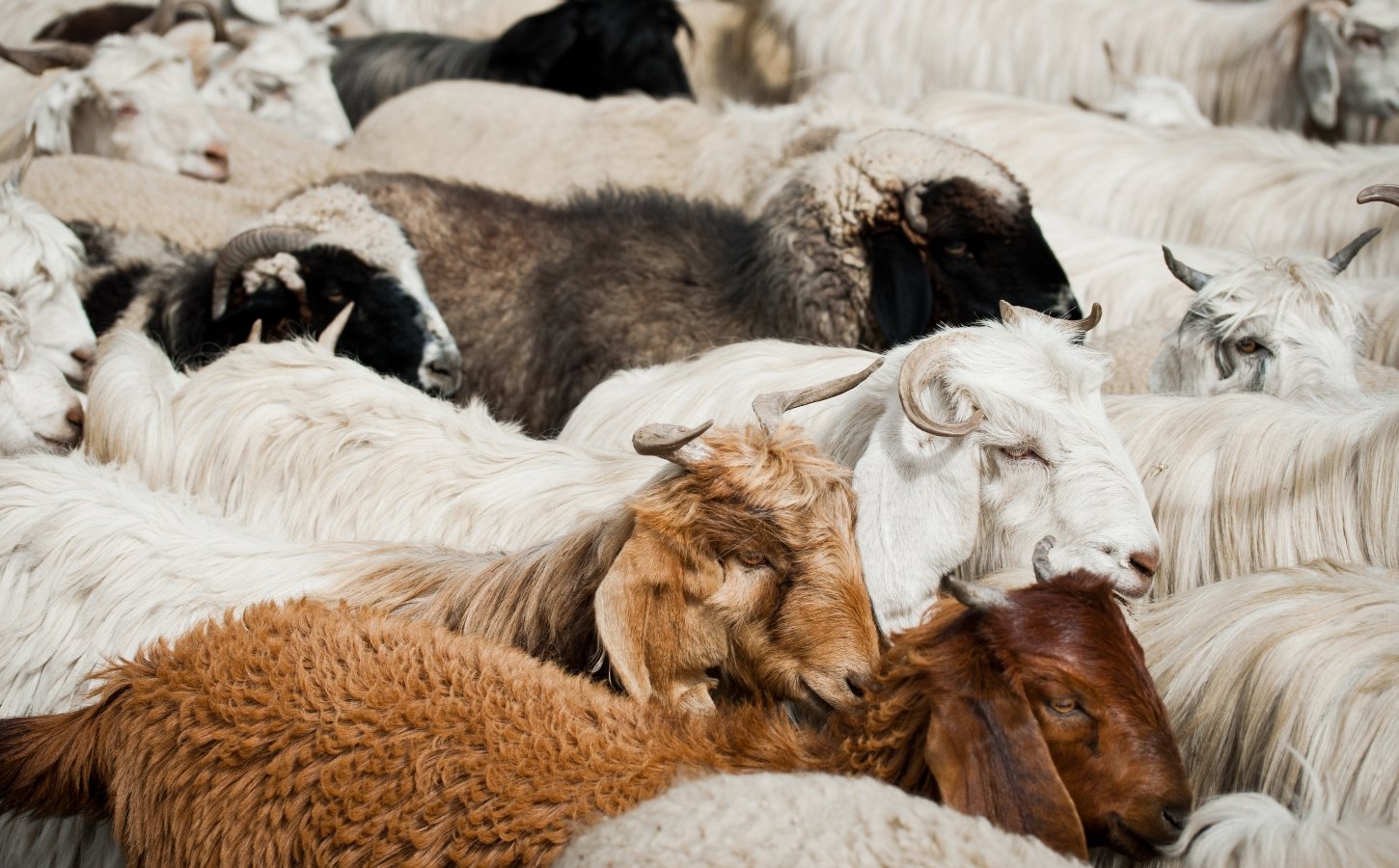 Herd of sheep and kashmir (pashmina) goats from Indian highland