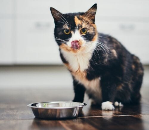 A cat eating a plant-based meal out a bowl