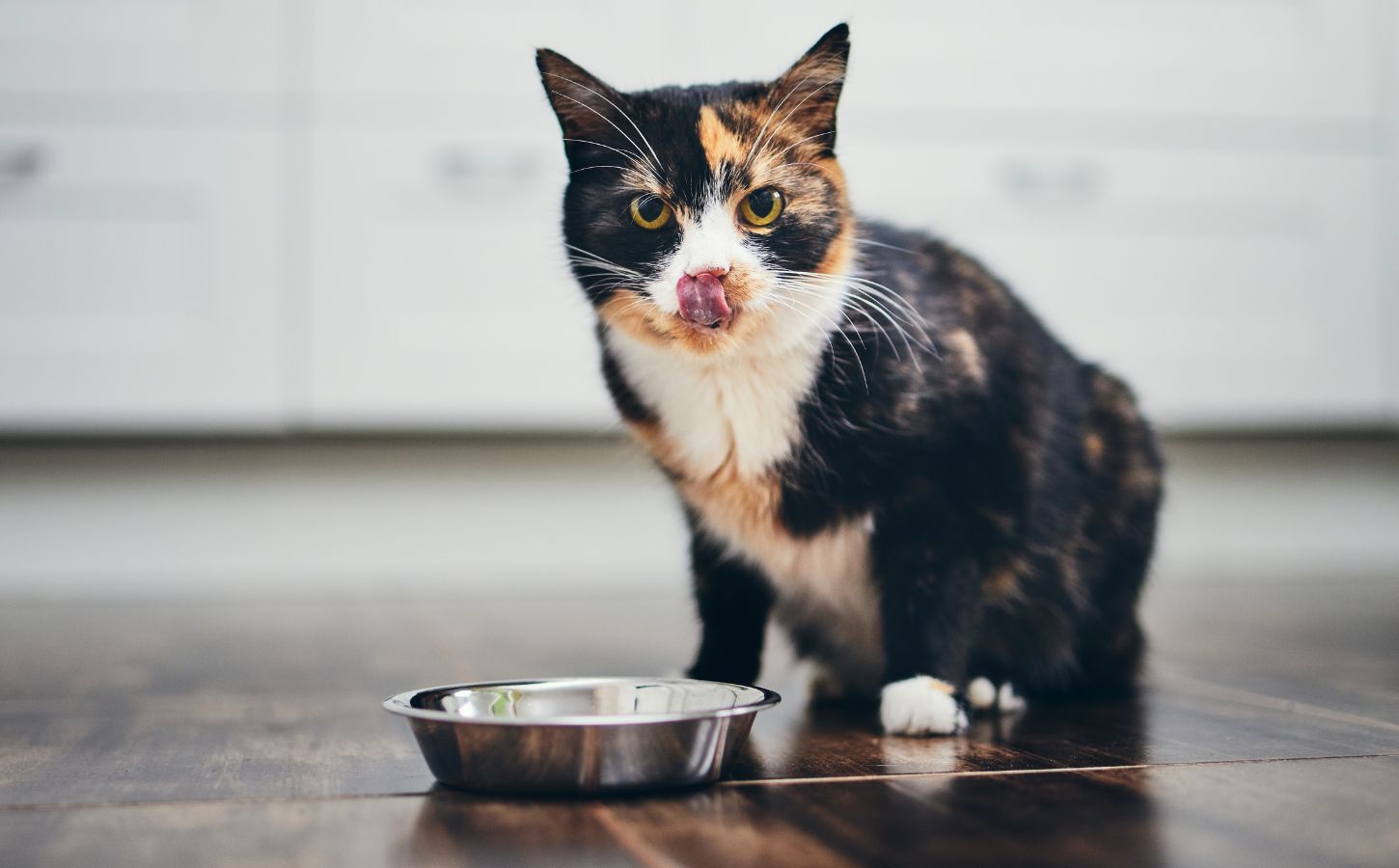 A cat eating a plant-based meal out a bowl