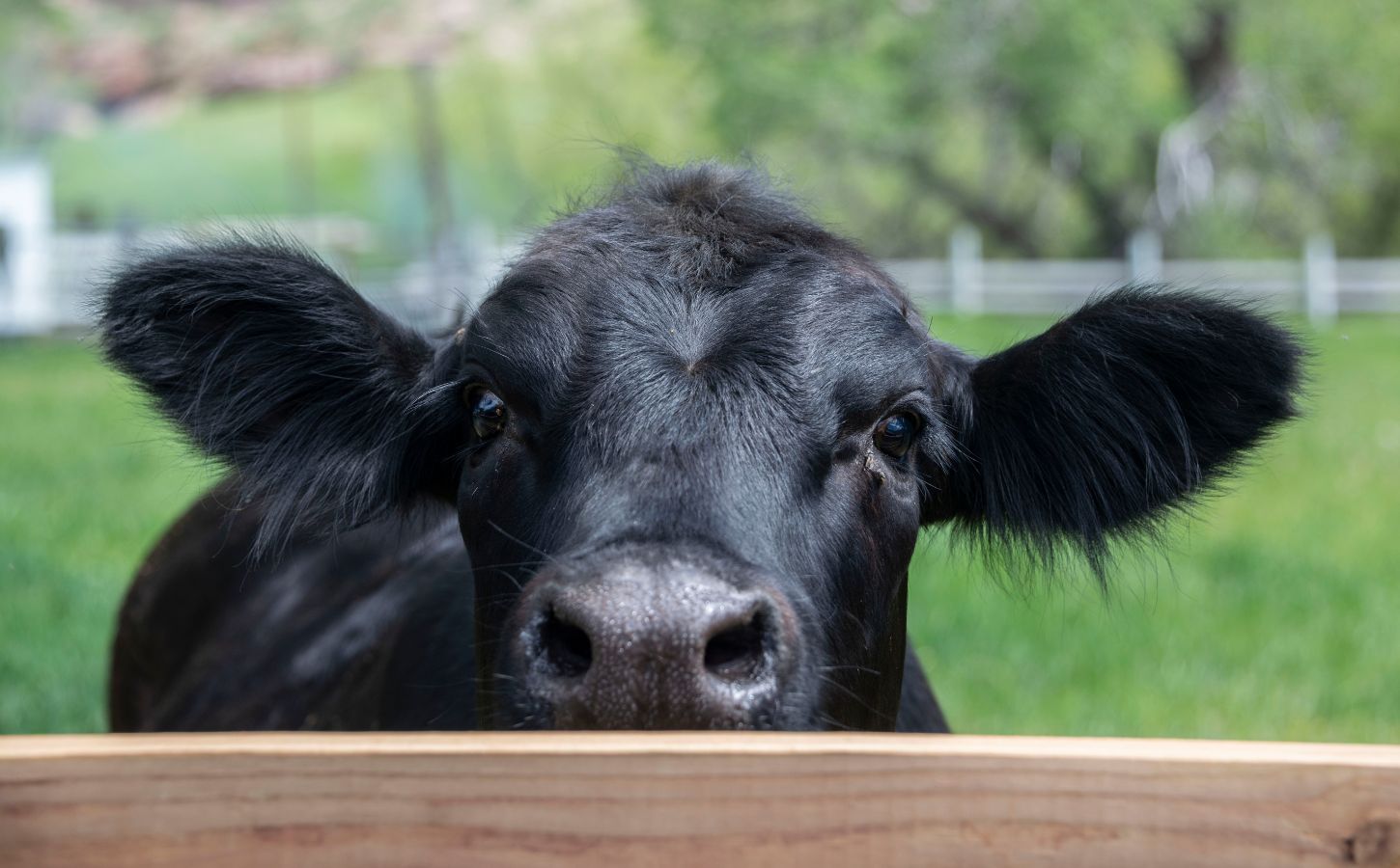 A young black cow behind a fence looking directly at the camera