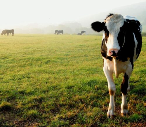 A cow standing on grass at a farm in Devon, UK