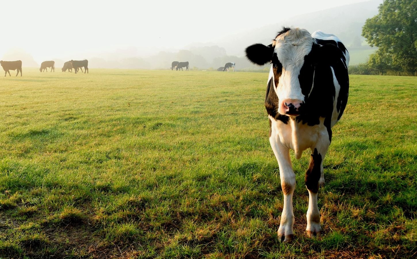 A cow standing on grass at a farm in Devon, UK