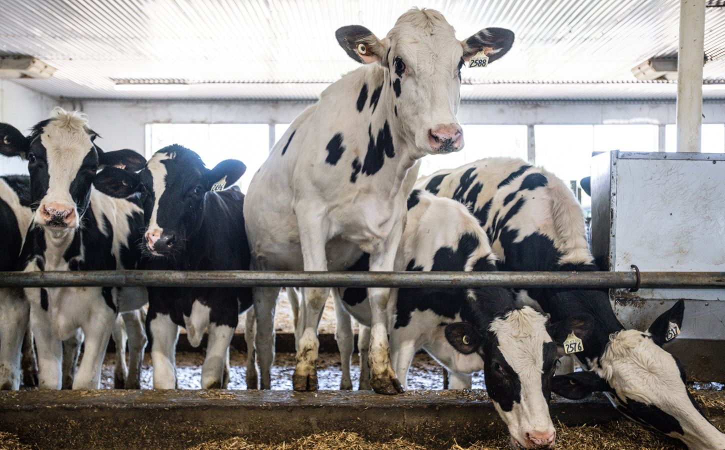 a group of cows eating in an intensive farm