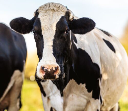 A dairy cow standing in a field