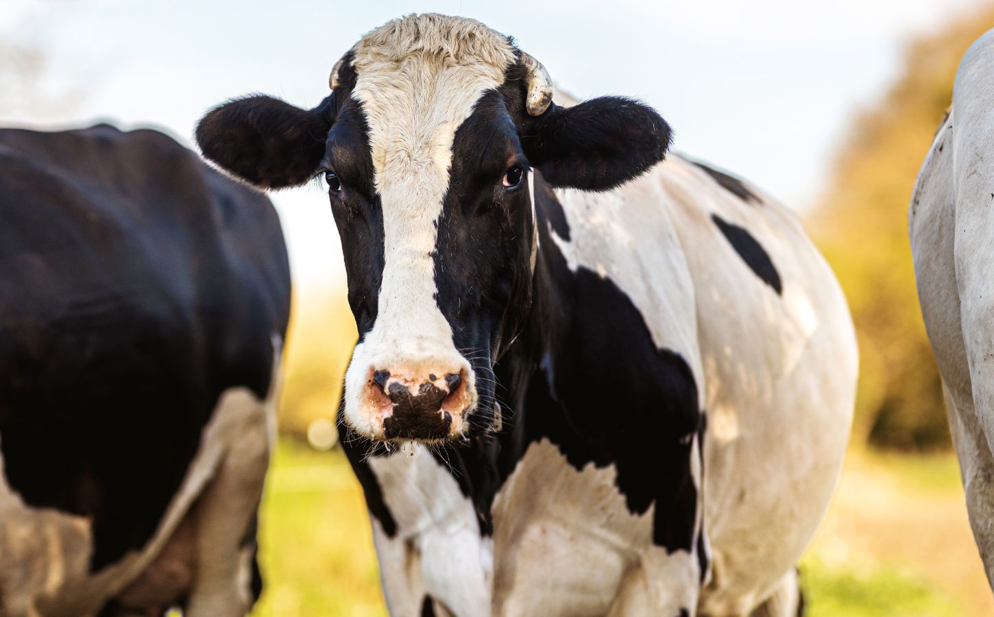 A dairy cow standing in a field