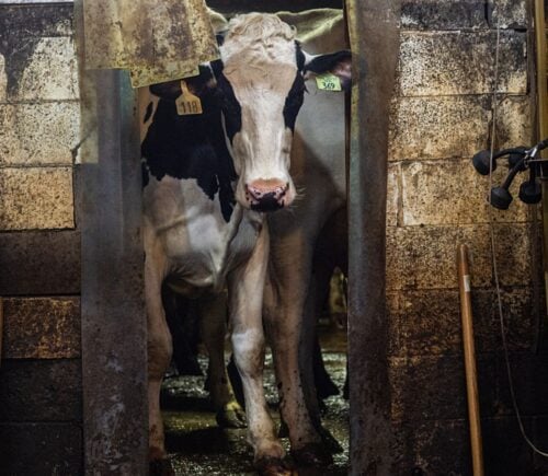 A dairy cow looks into a milking parlour