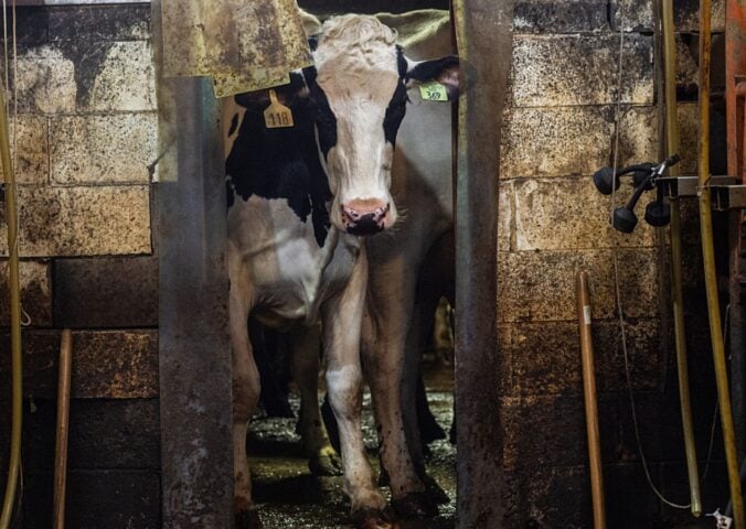 A dairy cow looks into a milking parlour