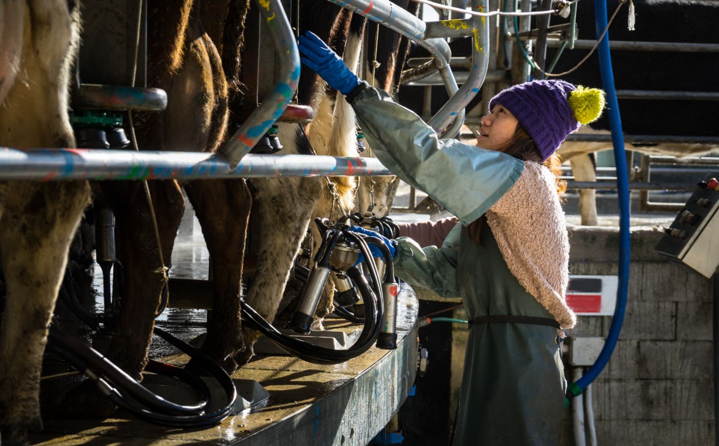 A young person helping to milk dairy cows in a commercial milking shed