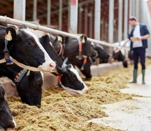 A dairy farmer feeding a herd of cows