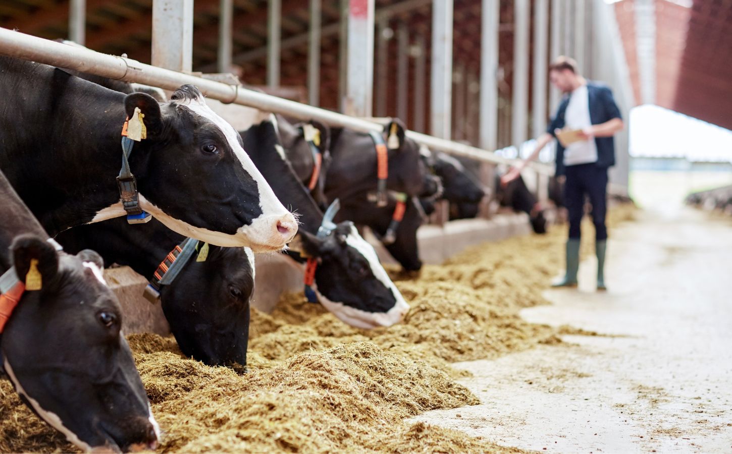 A dairy farmer feeding a herd of cows