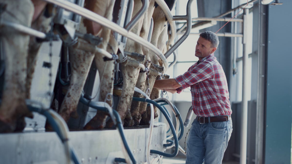 Cows being milked by machines in the dairy industry