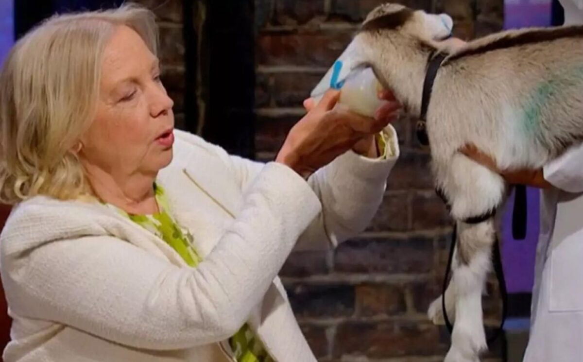 Deborah Meaden feeds a goat on Dragons Den