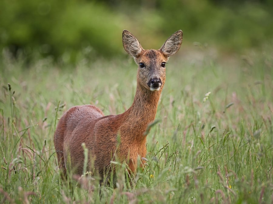 A deer in the UK