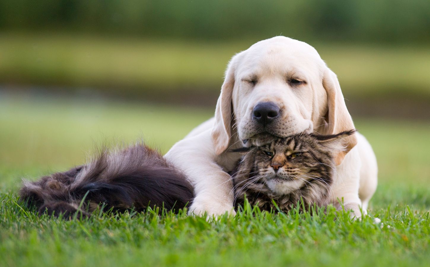 A dog and a cat cuddling on a green lawn