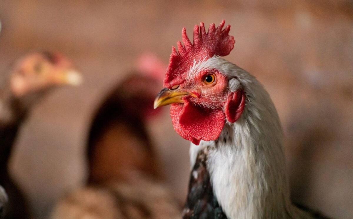 A rooster on a chicken farm