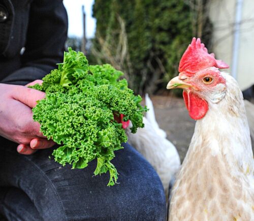 A rescued chicken at Frie Vinger animal sanctuary in Denmark