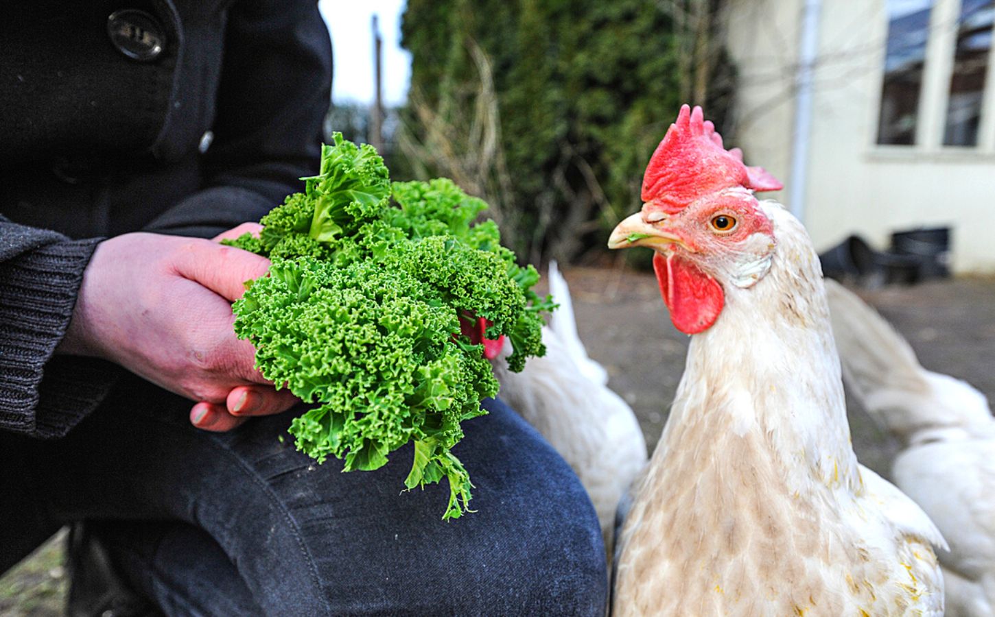 A rescued chicken at Frie Vinger animal sanctuary in Denmark