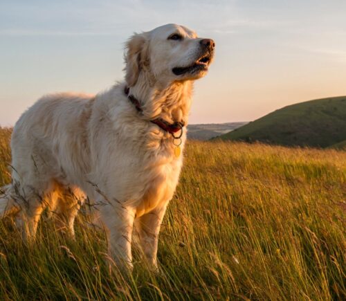 A dog standing in a large field at sunset