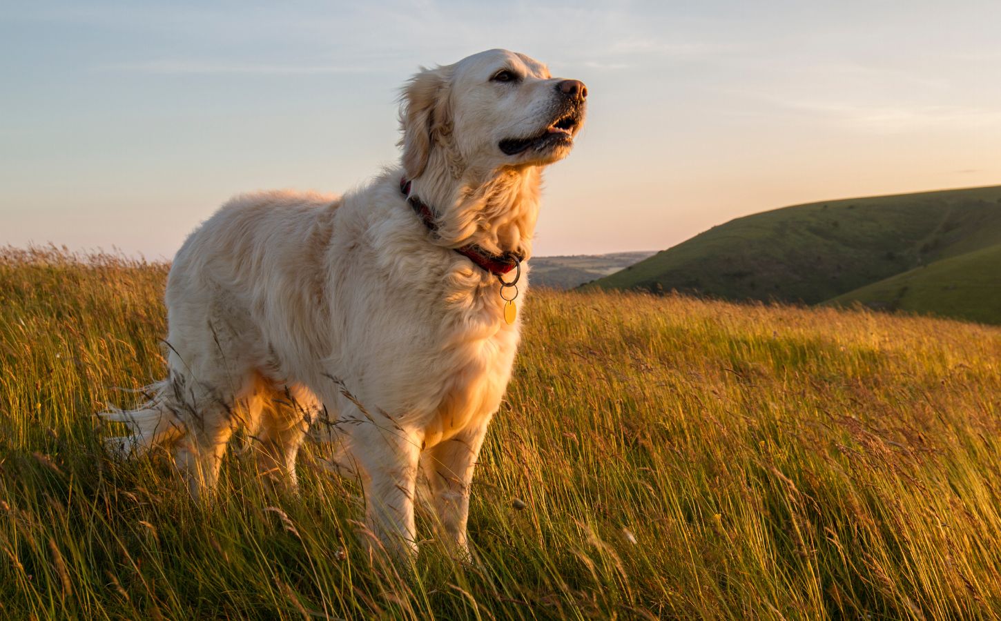 A dog standing in a large field at sunset