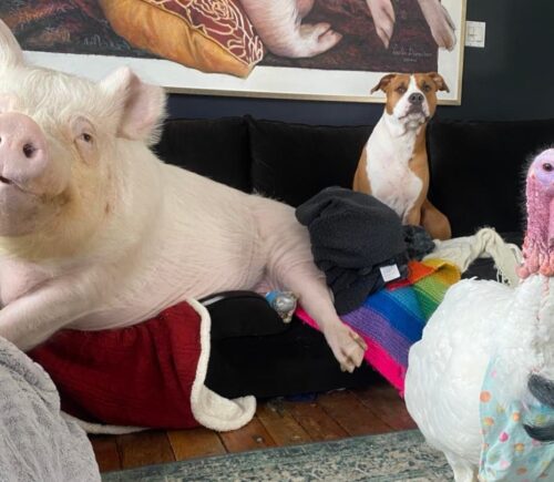 Esther the pig, Cornelius the turkey, and Phil the dog