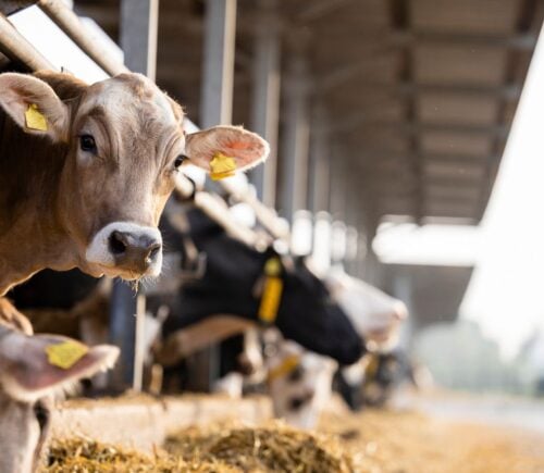 Photo shows a row of cows looking out from between bars, with one turned towards the camera